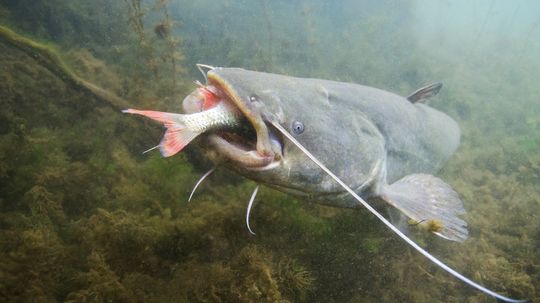 The Biggest Catfish Ever Caught (That We Know Of)