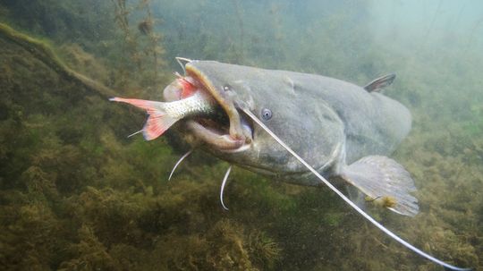 The Biggest Catfish Ever Caught (So Far)