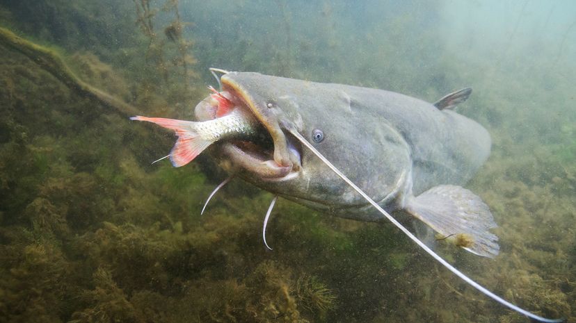 Everything You've Wanted to Know about Catching Catfish Day 5: How