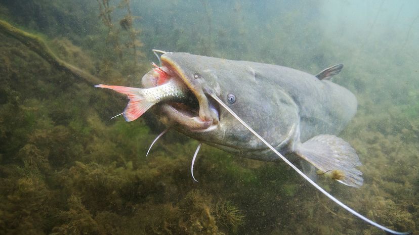 A large catfish eating a smaller fish whole in murky water