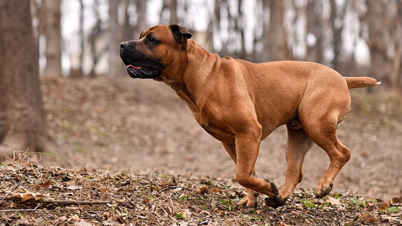 Boerboel