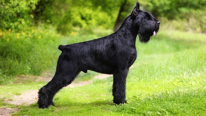 Giant Schnauzer