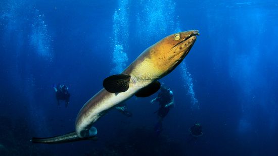 15 Weird Animal Facts: Cows Have BFFs, Cats Can't Taste Sweet