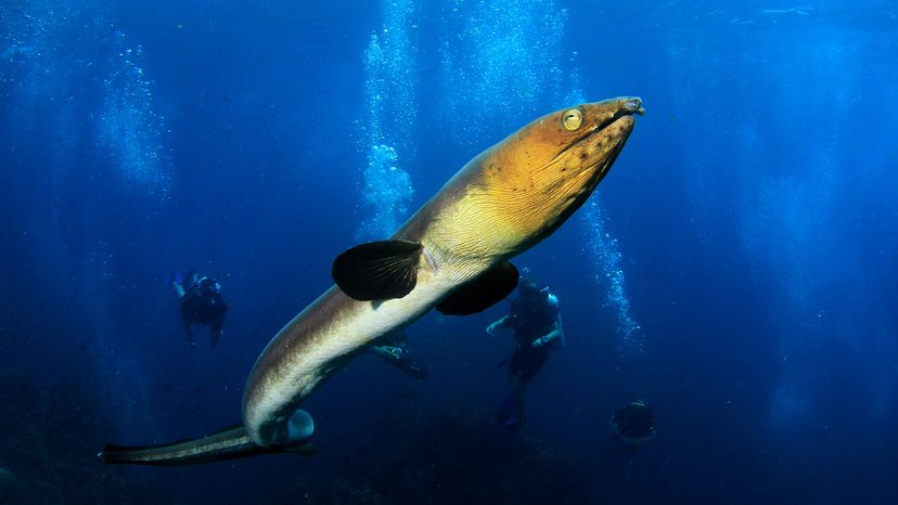 Blacksaddle Snake Eel