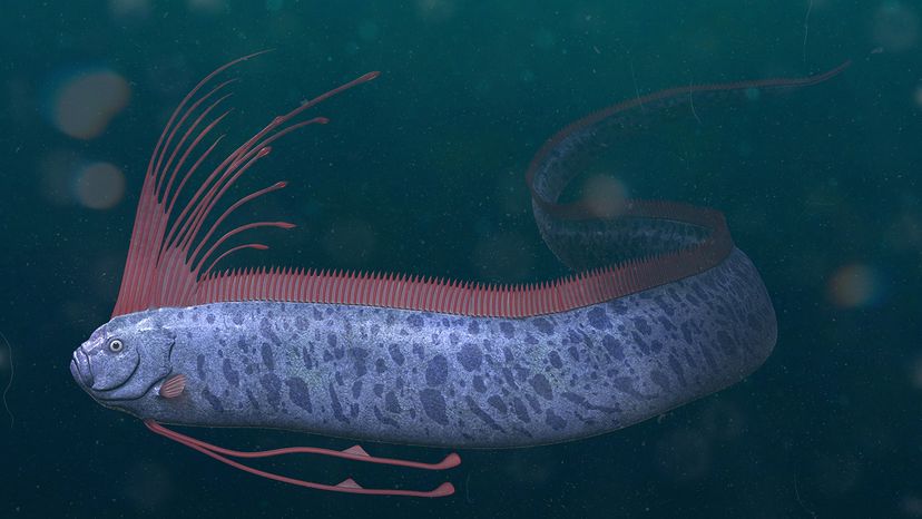 Oarfish.