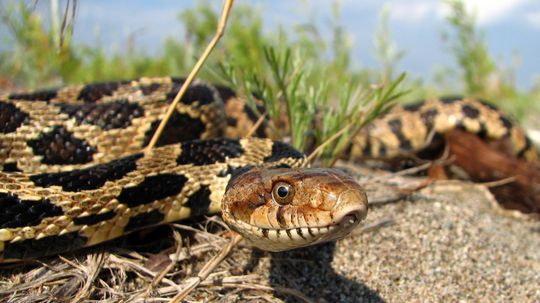 The Fox Snake Is Essential for the Great Lakes Region