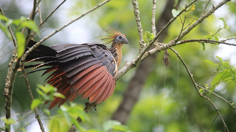 Hoatzin
