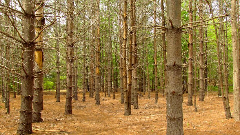 Pine barrens, New Jersey