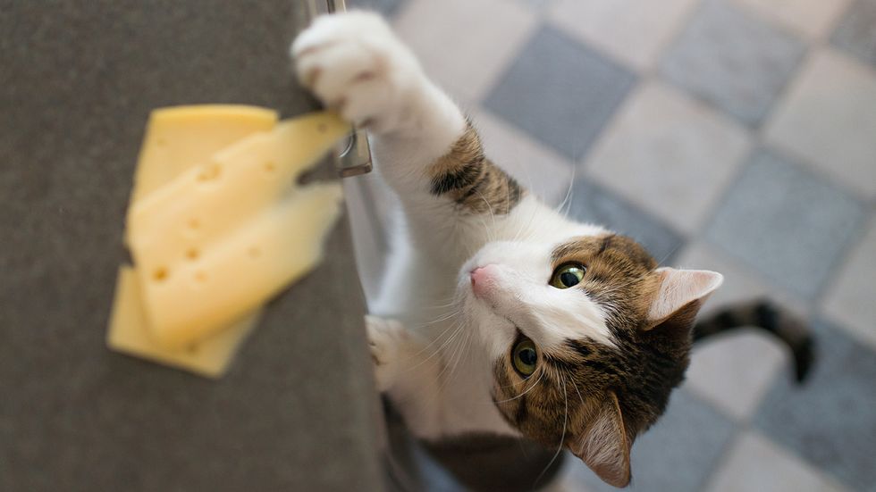 Can Cats Eat Cheese? What Kinds of Cheese Are Cat-friendly?