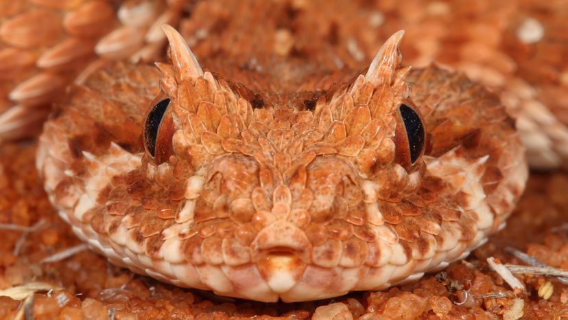 Horned adder