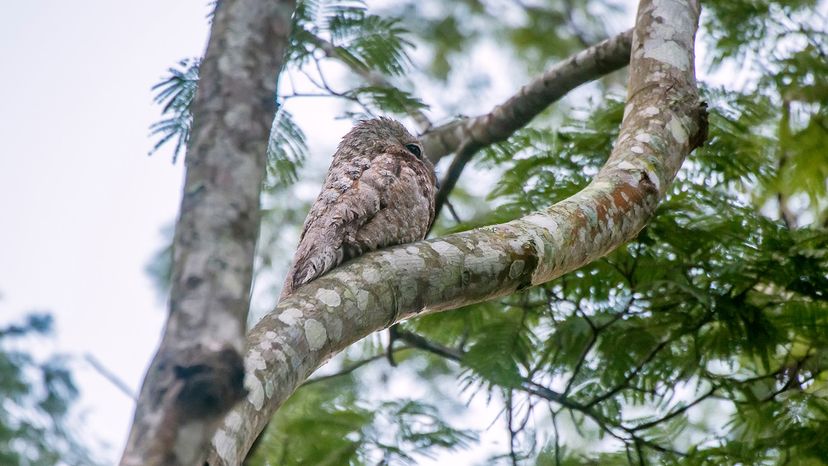 Great Potoo