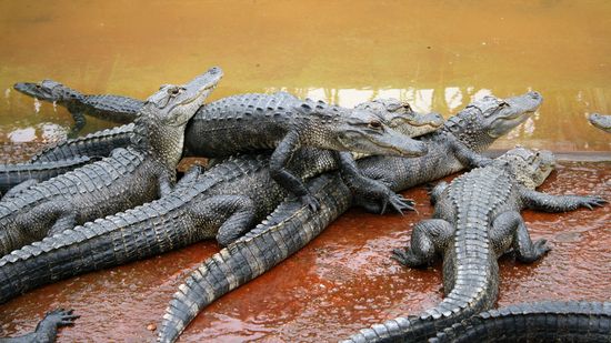 What Is a Group of Alligators Called? It Sounds Surprisingly Formal