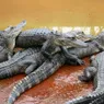 What Is a Group of Alligators Called? It Sounds Surprisingly Formal