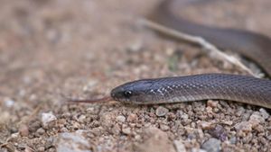 Rough earth snake