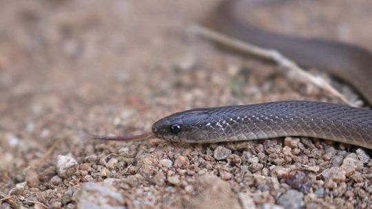 The Rough Earth Snakes Blends in With Its Environment