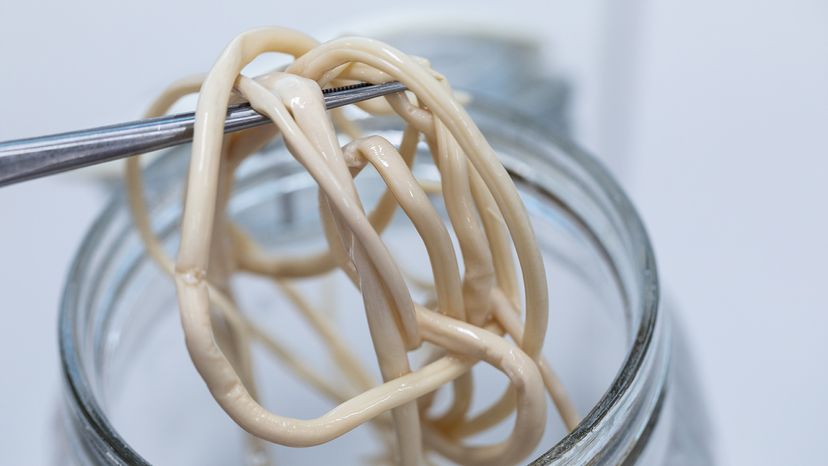 long, thin white worm parasite in a glass jar