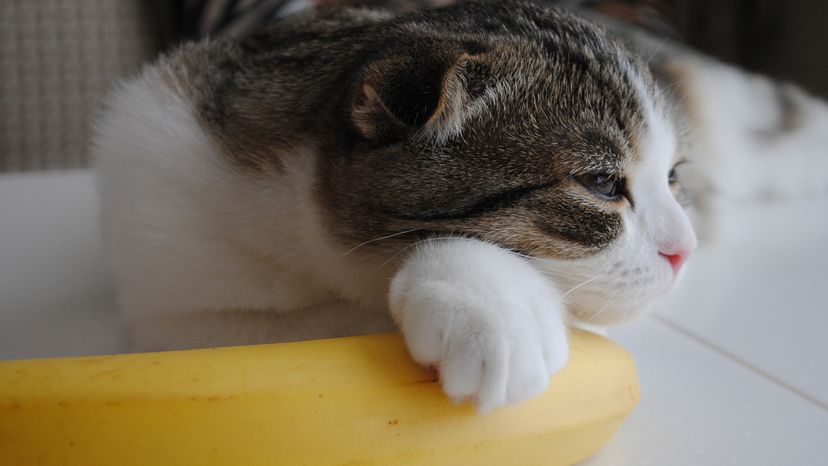 Cat laying on banana