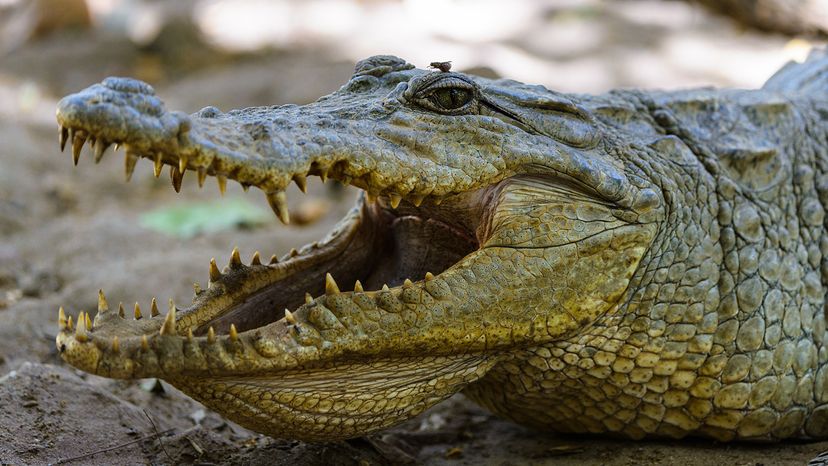 crocodile