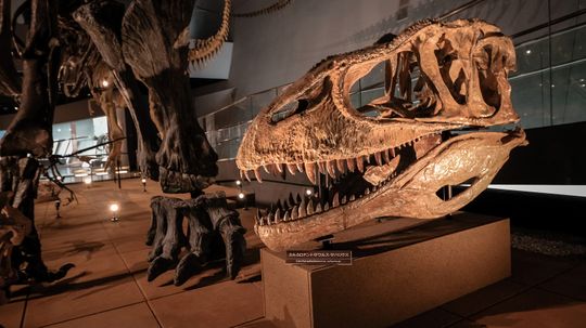 Carcharodontosaurus Rivaled T. rex as a Shark-toothed Hunter