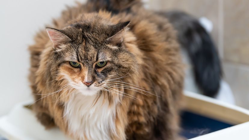 sad calico maine coon.
