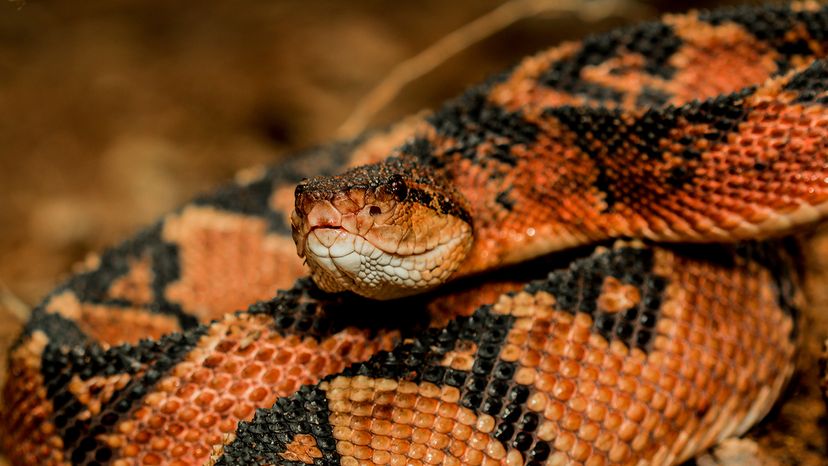 South American bushmaster