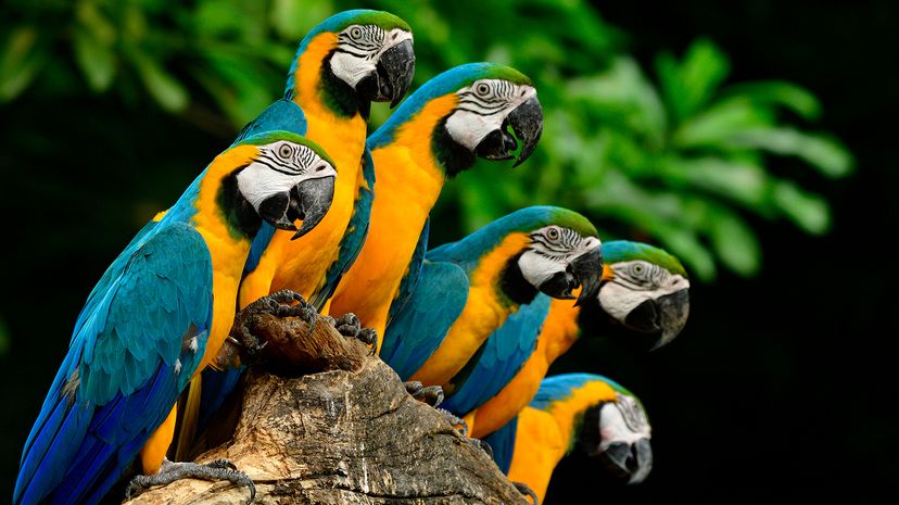 parrots