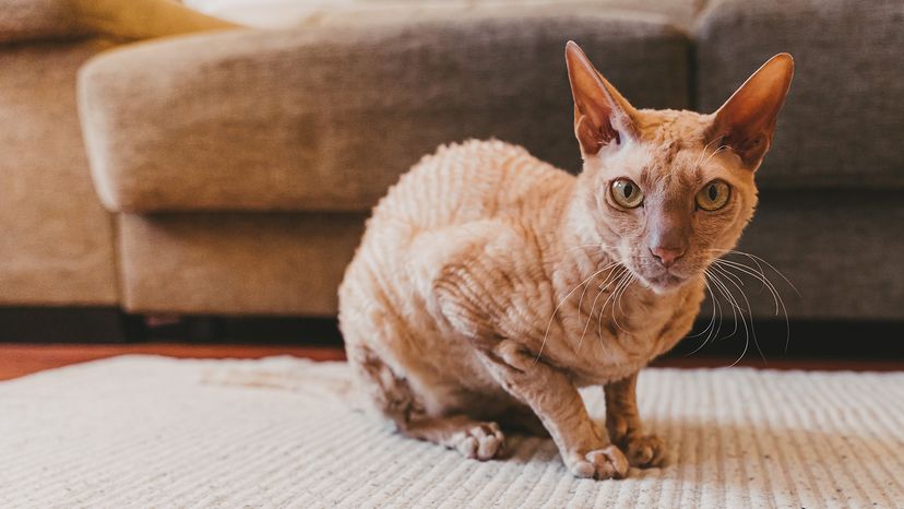 Peterbald