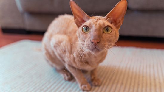 Peterbald Cat Breed Origins and Coat Types
