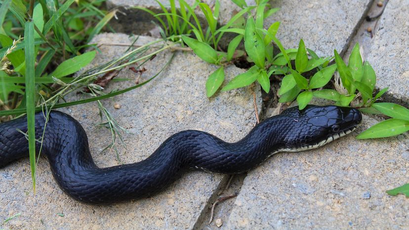 Black rat snake