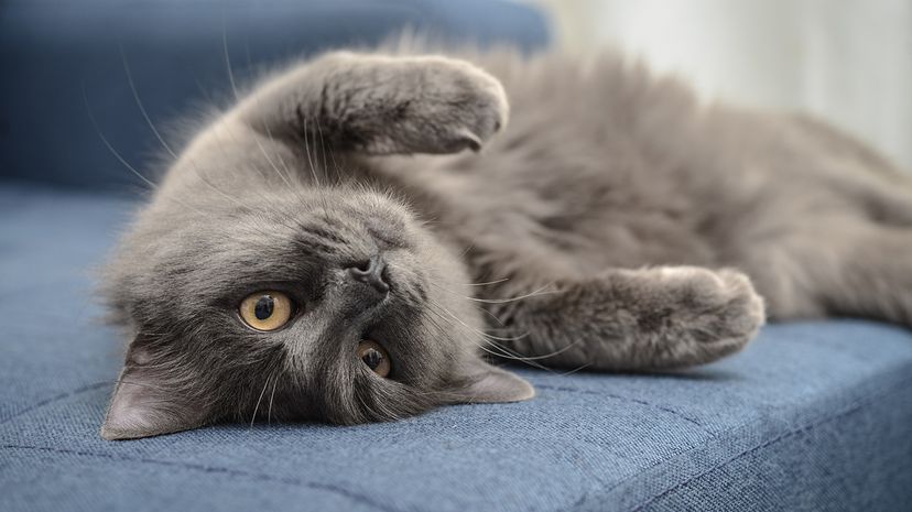cat