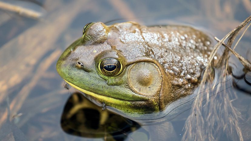 American Bullfrog