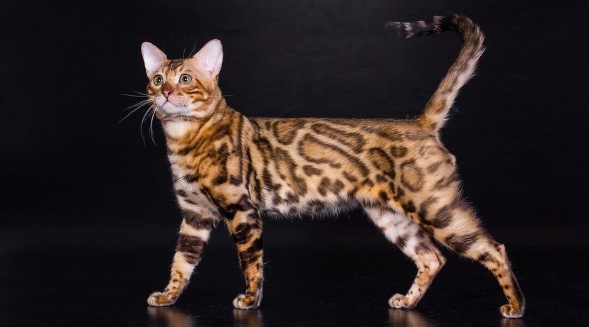 Bengal