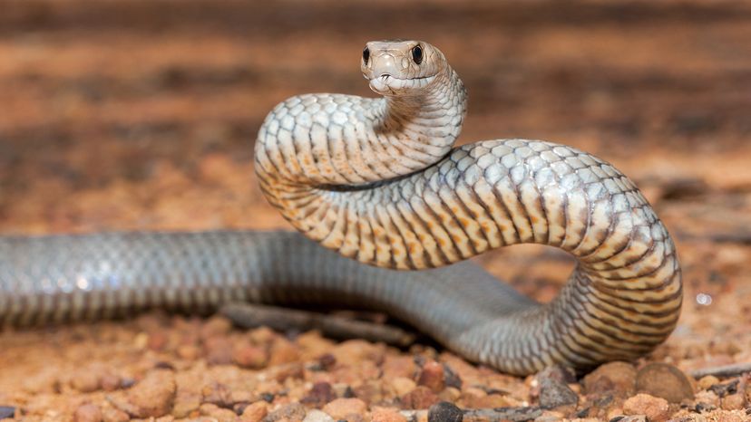 Eastern brown snake