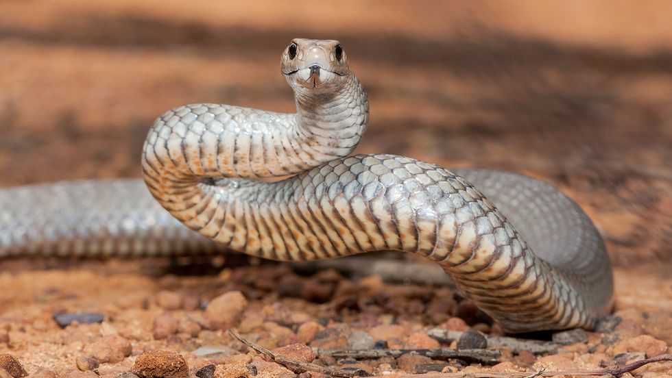 Eastern Brown Snake: Australia's Biggest Biting Culprit