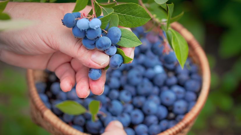 A hand picking blueberries with a basket full of berries in the background.