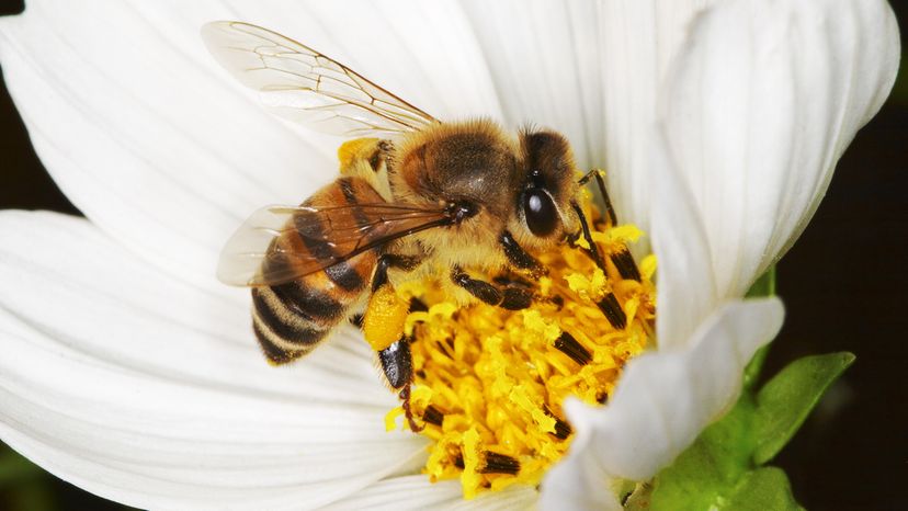 Africanized honey bee