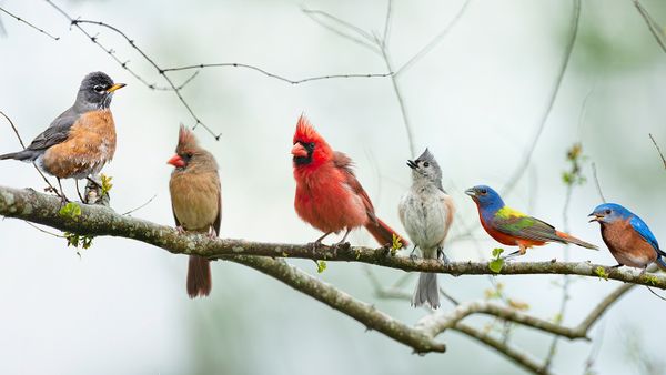 What Is a Group of Robins Called? Hope You're Not Expecting to Be Dazzled