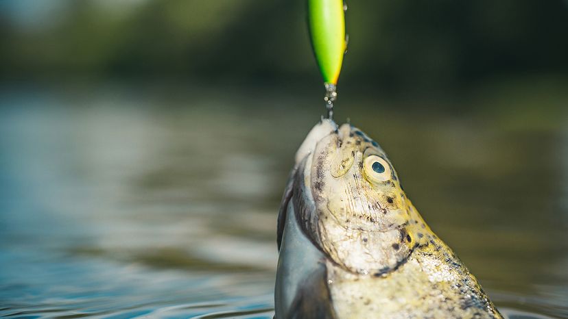 Steelhead rainbow trout