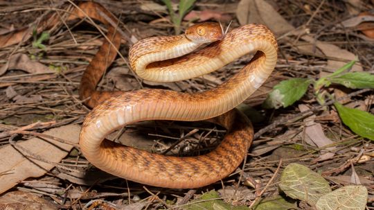 How the Brown Tree Snake Wreaked Havoc on Guam's Birds