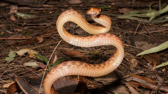 9 Brown Snake Species Hiding in a Leaf Pile Near You