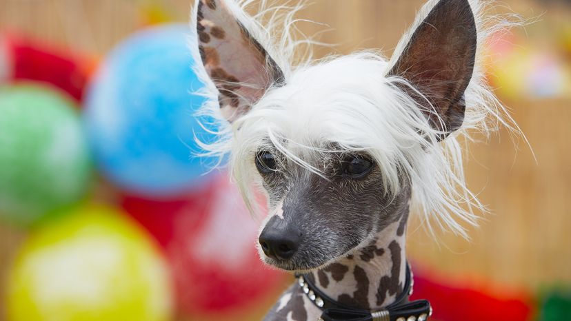 Chinese Crested