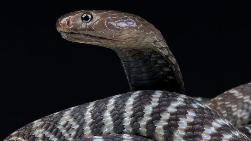 Black spitting cobra