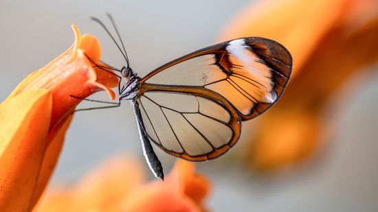 How the Glasswing Butterfly Flutters (Almost) Invisibly