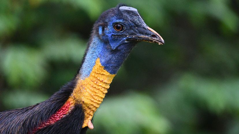 Northern cassowary