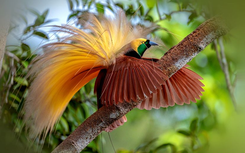 Greater bird-of-paradise