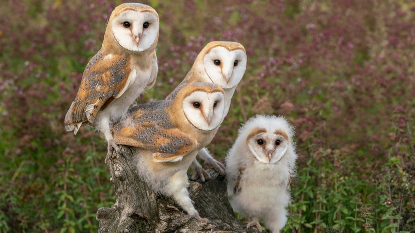 owls