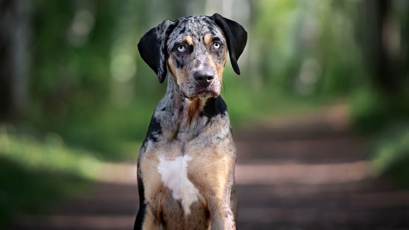 Catahoula Leopard Dog