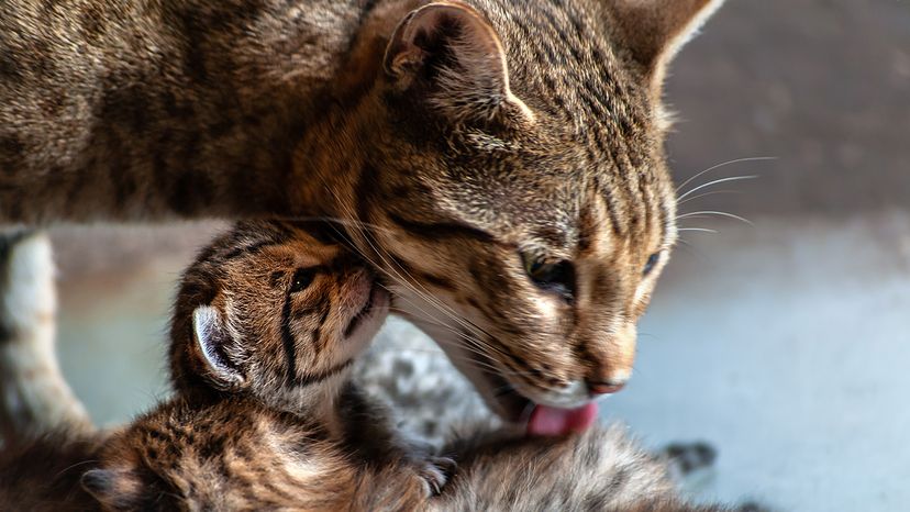 Cat mom licks kitten