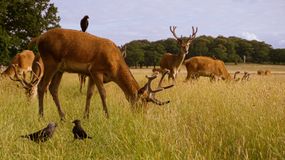 deer