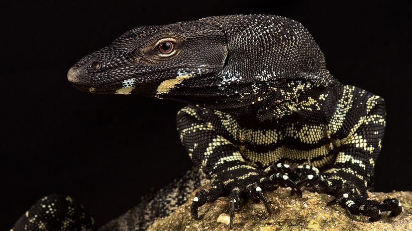 Lace monitor